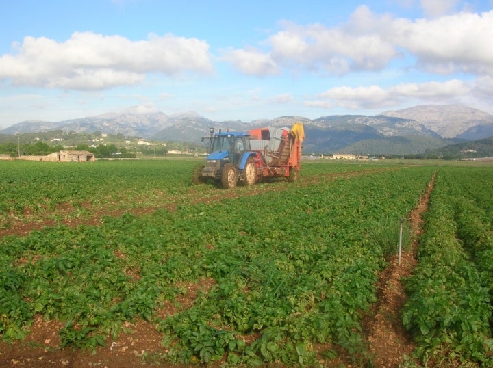 Recolección de patata en los campos de Sa Pobla. Foto: Rotget vía Wikipedia / CC BY-SA