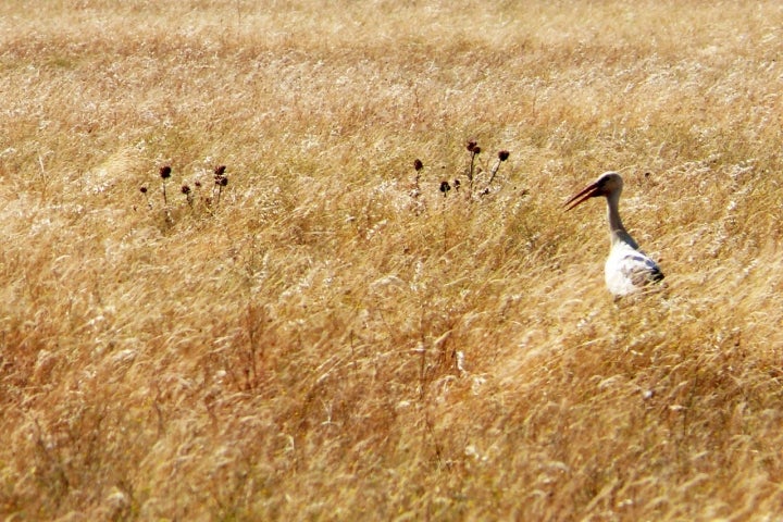 La cigueña forma parte de la fauna de Anchuras. Foto: Aerismaud vía Visualhunt / CC BY-SA