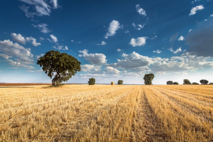 An haystack, sowed fields and some cork oaks under the meseta sky