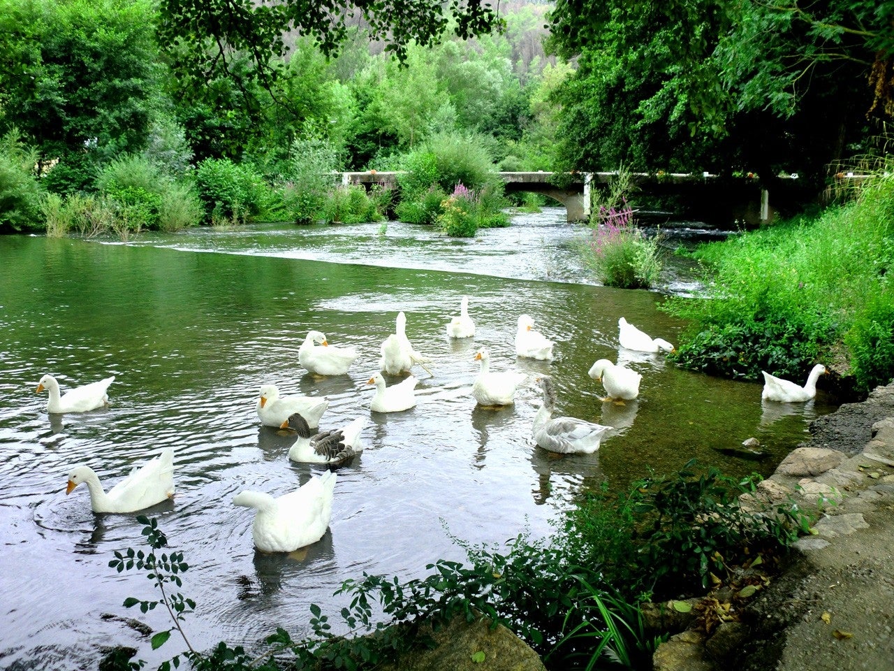 Boadella i les Escaules