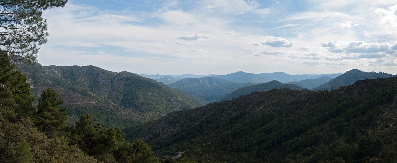 Madroñal