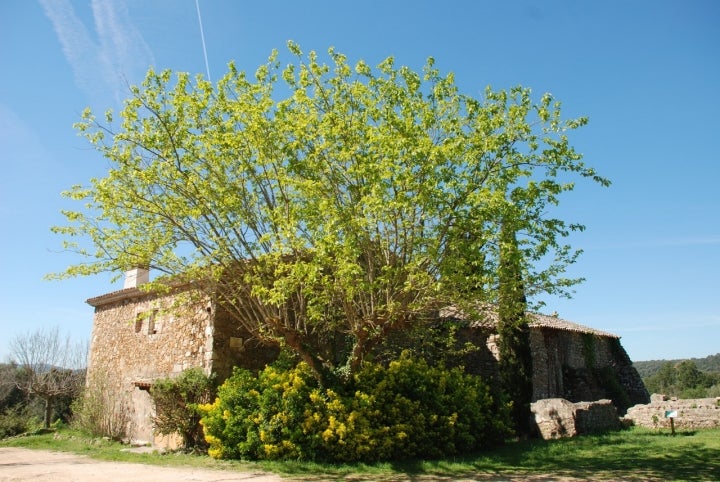 Iglesia de Santa María de Bell-lloc. Fotografía: Ajuntament de Santa Cristina d'Aro.