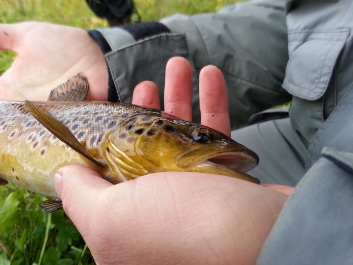 Pesca de la trucha. Foto: pixabay