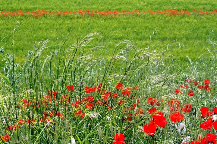 Campo de cereal con amapolas, típico del entorno de Morenilla. Foto: M. Martin Vicente vía Visual Hunt