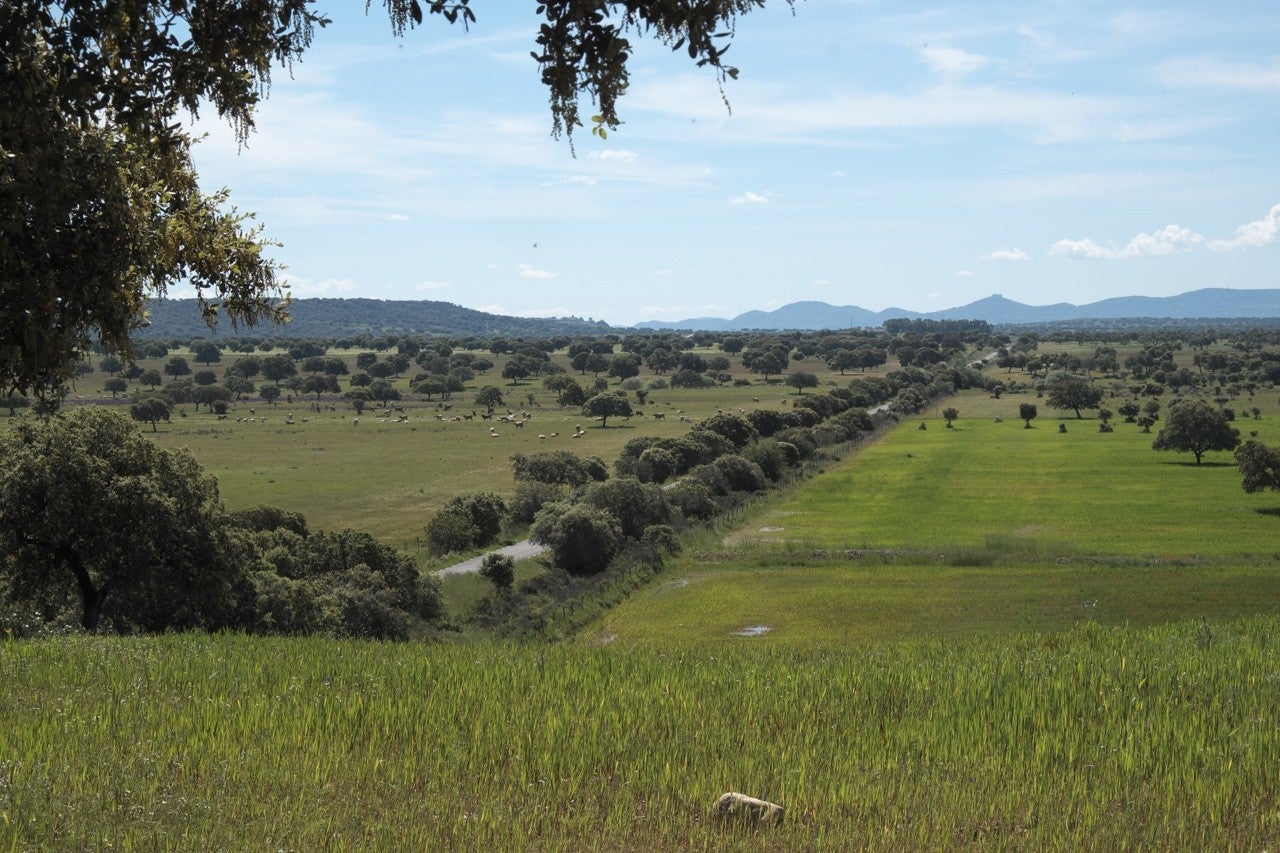 Garbayuela