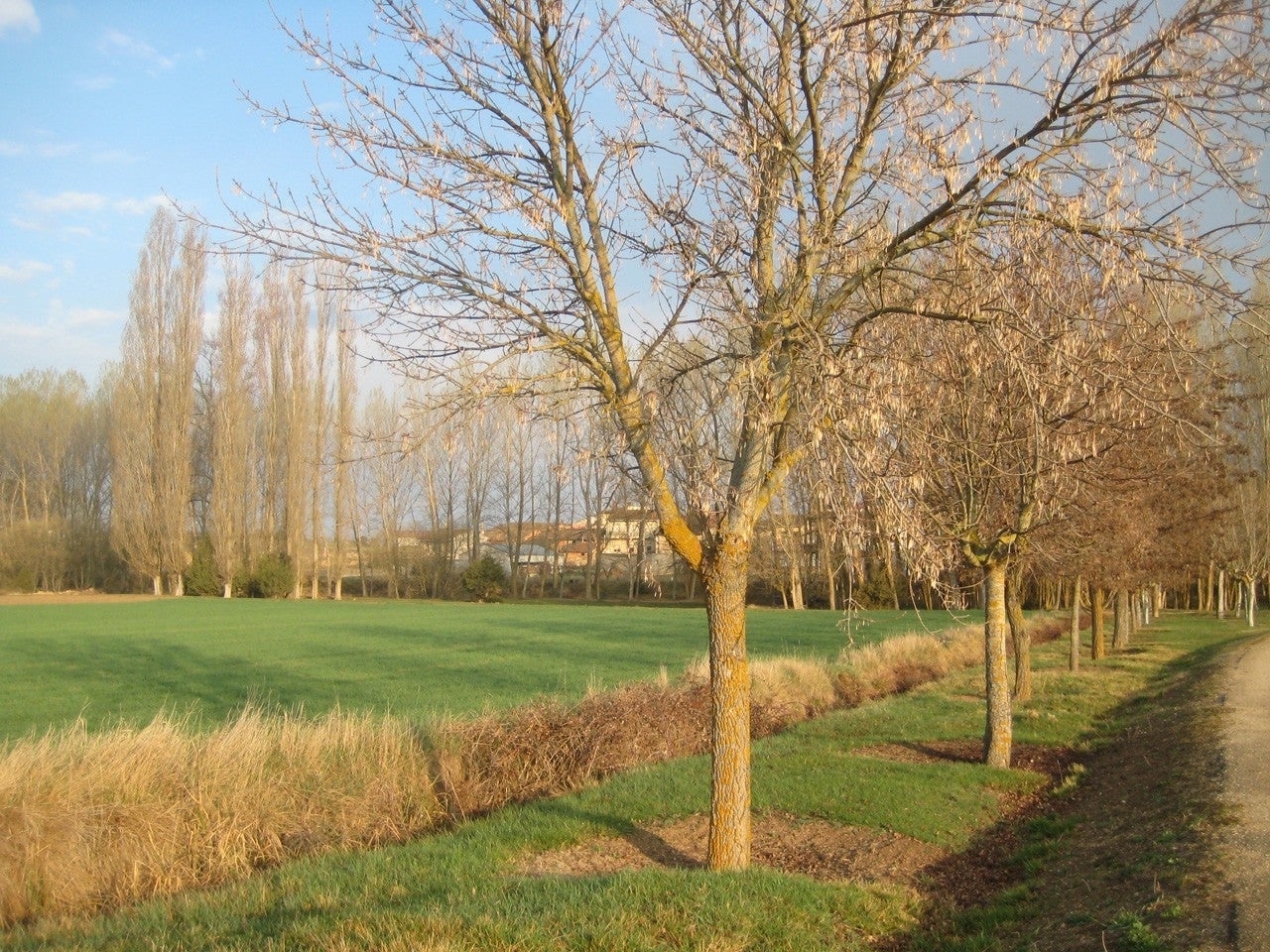 Alcubilla de Avellaneda