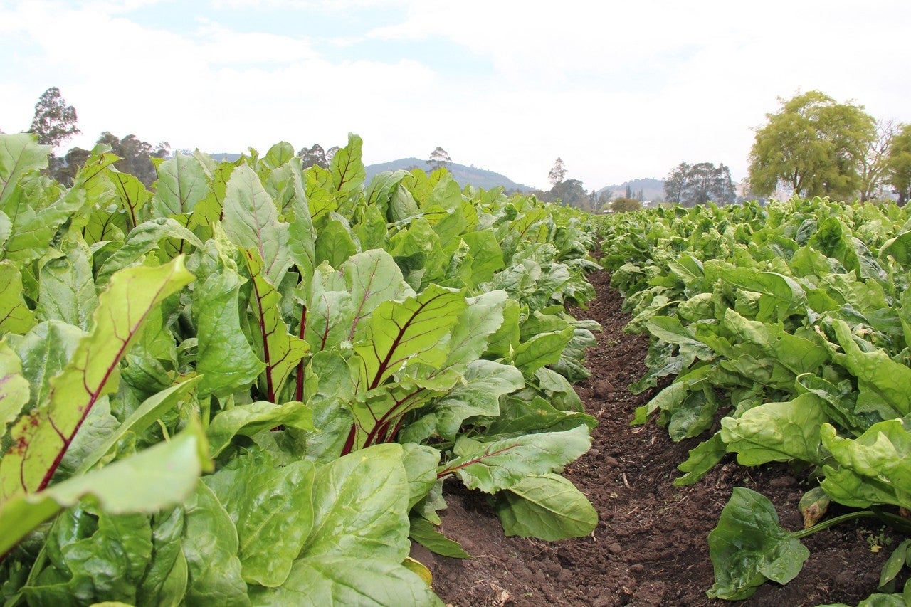 Santa Elena de Jamuz