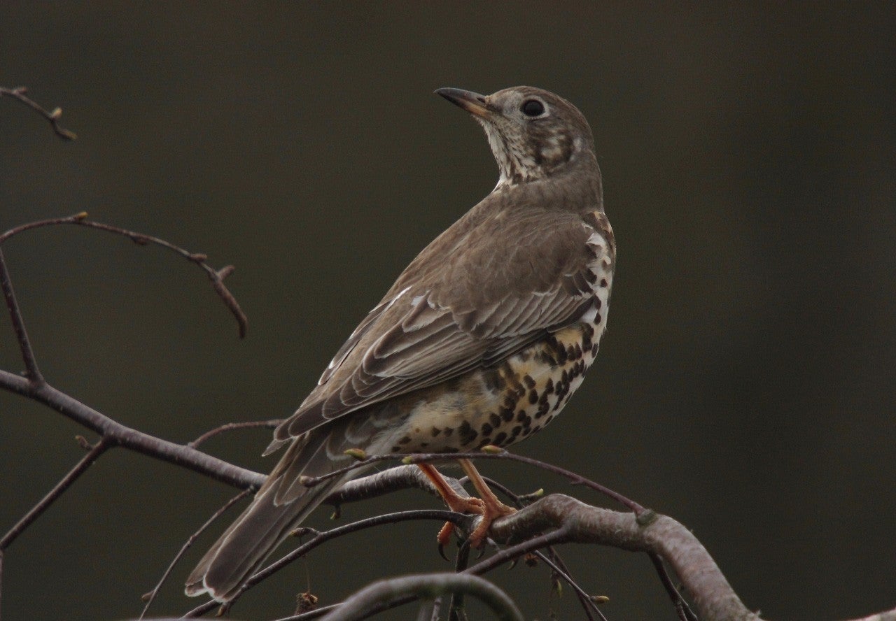 Piqueras del Castillo