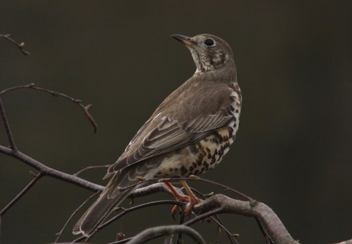 Zorzal charlo, una de las aves que habitan los alrededores de Piqueras del Castillo. Foto: Deanster1983who's mostly off vía Visual Hunt