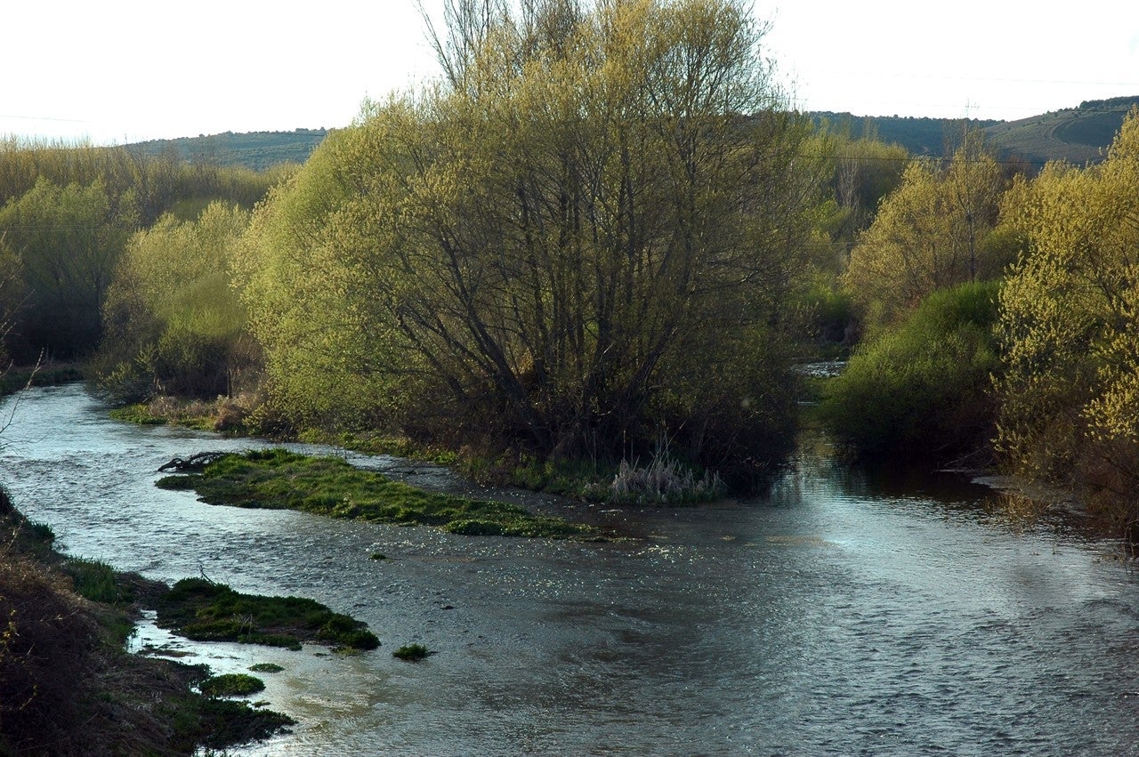 Cimanes del Tejar